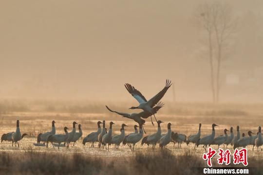 图为贵州威宁草海,是典型的高原湿地生态系统。 贺俊怡 摄 图为贵州威宁草海,是典型的高原湿地生态系统。 贺俊怡 摄