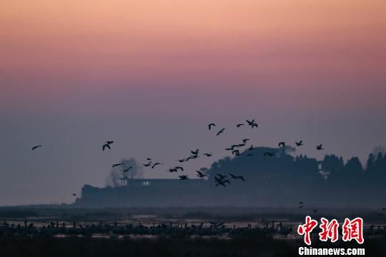 图为贵州威宁草海,是典型的高原湿地生态系统。 贺俊怡 摄 图为贵州威宁草海,是典型的高原湿地生态系统。 贺俊怡 摄